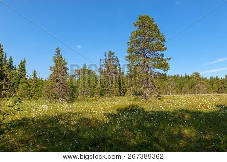 Forest Swamp On Anzersky Island, Arkhangelsk Region, Russia