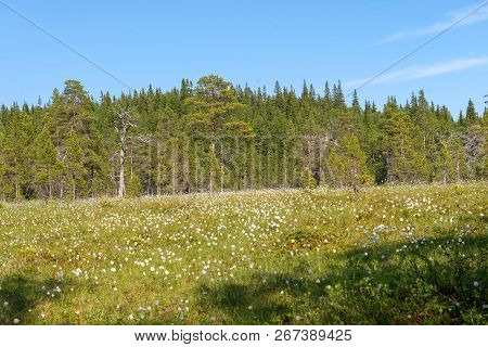 Forest Swamp On Anzersky Island, Arkhangelsk Region, Russia