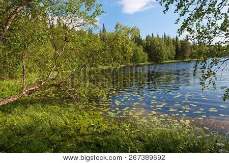 Forest Lake And Vegetation On Anzersky Island, Arkhangelsk Region, Russia
