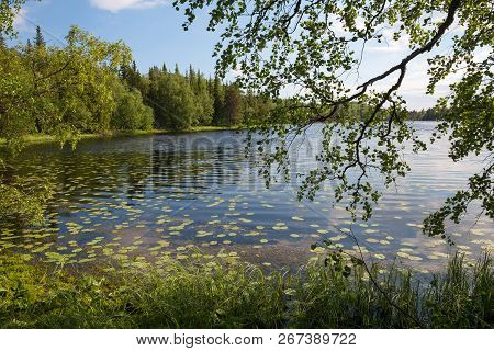 Forest Lake And Vegetation On Anzersky Island, Arkhangelsk Region, Russia