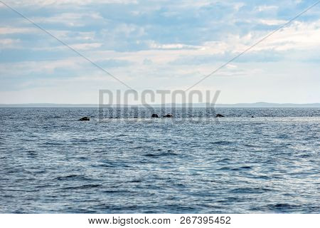 Anzer Island. Solovetsky Islands. White Sea Coast