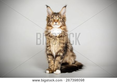 Maine Coon Cat On Colored Background
