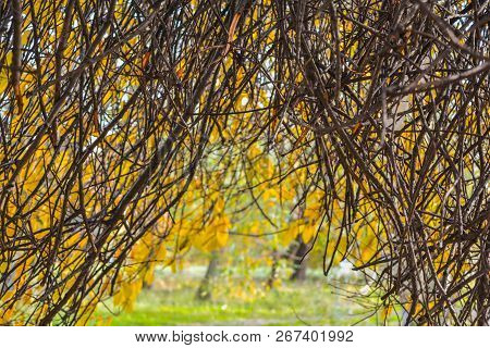 Autumn Branches Without Leaves Like An Arch Above The Path In The Park. Bare Tree Or Bush Branches