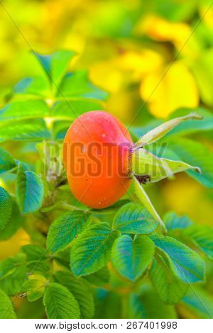 Sweet Red Berry Briar Growing On Bush With Green Leaves, Natural Plant Product Hanging On Branch. Br