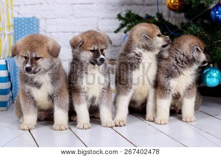 Japanese Akita-inu, Akita Inu Dog Puppys Sits On A The New Years Background