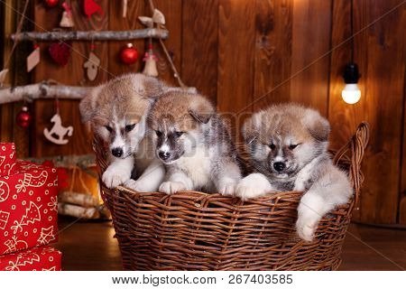 Japanese Akita-inu, Akita Inu Dog Puppys Sits On A The New Years Background