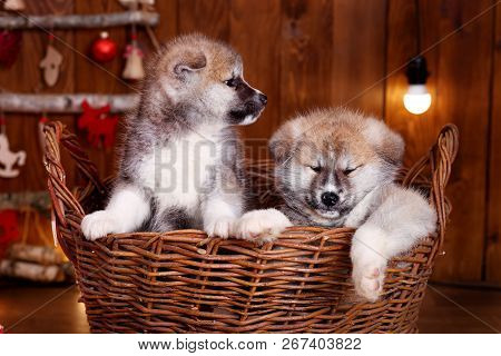 Japanese Akita-inu, Akita Inu Dog Puppys Sits On A The New Years Background