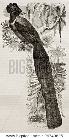 Old illustration of Arfak Astrapia (Astrapia nigra). Created by Kretschmer and Jahrmargt, published on Merveilles de la Nature, Bailliere et fils, Paris, 1878