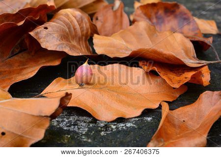 Beech Gall Midge's Or Gall Gnat's Cocoon