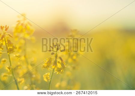 Rapeseed Field, Blooming Canola Flowers Close Up. Rape On The Field In Summer. Bright Yellow Rapesee