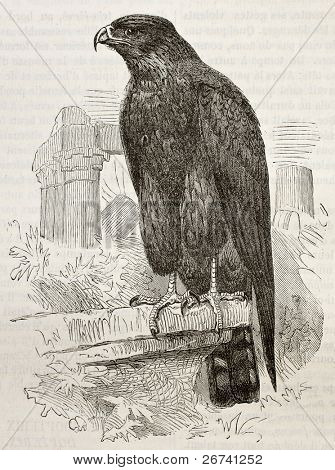 Old illustration of Yellow-billed Kite (Milvus aegyptius parasitus). Created by Kretschmer and Jahrmargt, published on Merveilles de la Nature, Bailliere et fils, Paris, 1878