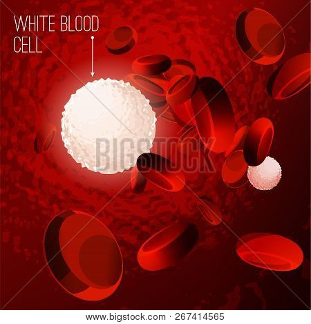 Red And White Blood Cells Flowing Through Veins Under A Microscope. Editable Vector Illustration. Re