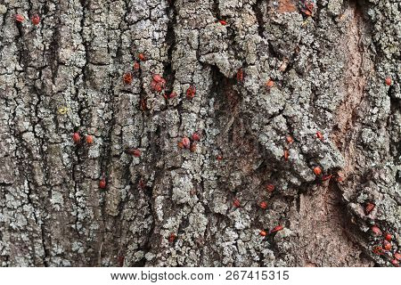 Red Bugs Bask In The Sun On Tree Bark. Autumn Warm-soldiers For Beetles.