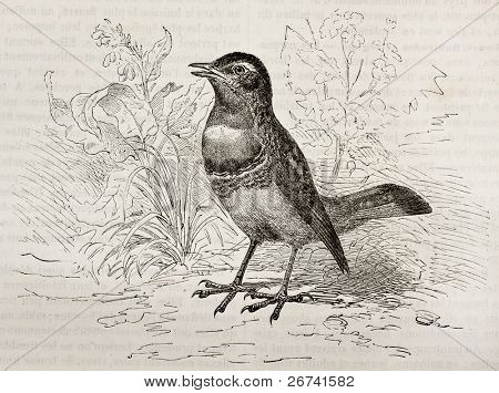 Bluethroath stary ilustracja (Luscinia svecica cyanecula). Stworzony przez Kretschmer, opublikowanego Merve