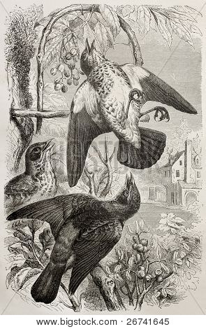 Fieldfare 老图 (Turdus pilaris)。创建由 Kretschmer 和 Jahrmargt，出版了关于 Merve