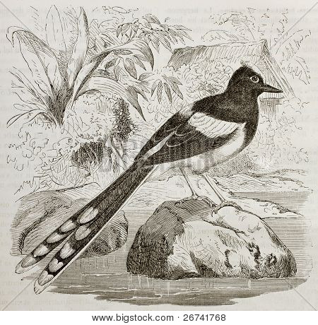 Bílá korunován Forktail staré ilustrace (Enicurus leschenaulti). Vytvořil Kretschmer a Jahrmargt