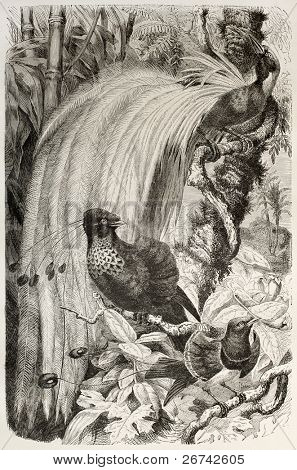 Bird of Paradise oude illustratie (Paradisea papuana). Gemaakt door Kretschmer en Schmid, gepubliceerd o