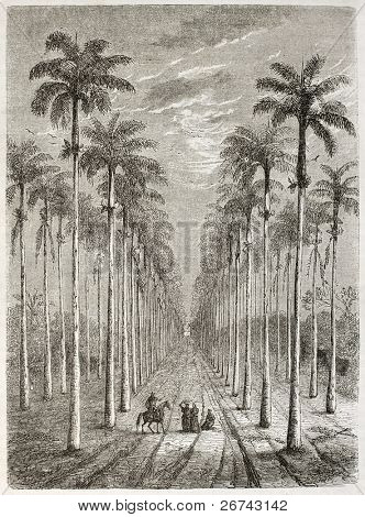 อเวนิวปาล์มหน้าบ้านคิวบา สร้าง โดย Berard เผยแพร่เมื่อเลองามทัวร์ ปารีส 1860