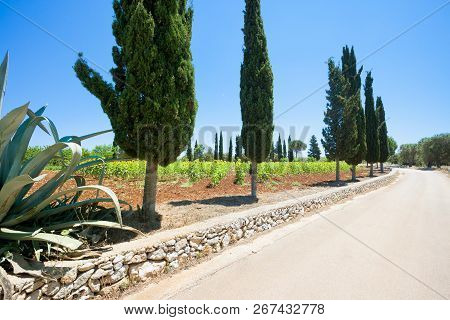 Santa Cesarea Terme, Apulia, Italy - On The Country Road Towards Santa Cesarea Terme
