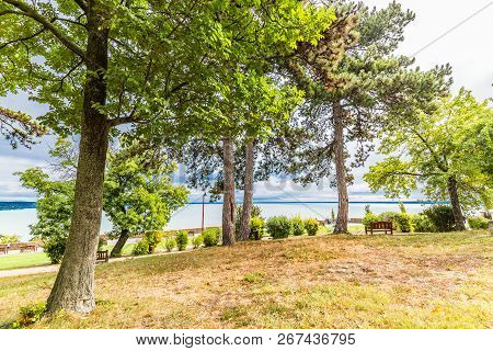 Forest Lake Shore In Rainy Day. Cat Walk In Lake Forest. Forest Lake Trees View. Forest Lake Shore P