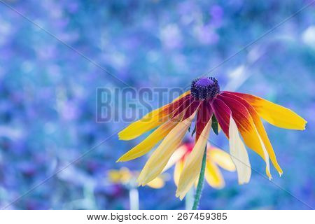Black-eyed Susan Rudbeckia Flower On Blurred Blue Background, Space For Text. Selective Focus. Flora