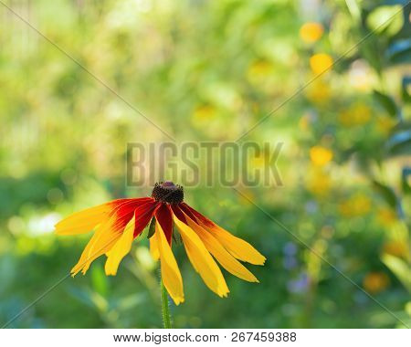 Black-eyed Susan Rudbeckia Flower On Blurred Green Background, Space For Text. Selective Focus. Flor