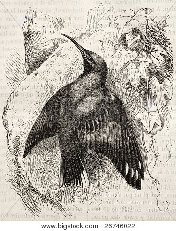 Wallcreeper เก่าภาพ (Tichodroma muraria) สร้างขึ้น โดย Kretschmer และ Jahrmargt เผยแพร่เมื่อ