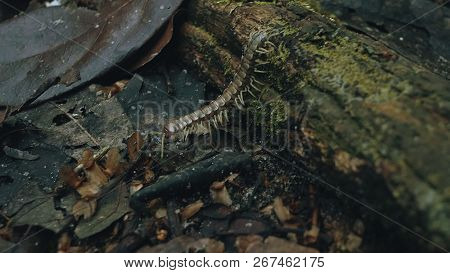 Tractor Millipede Alias Polydesmida Walks Across The Forest Floor With Red Velvet Mite Parasites On 