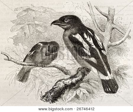 Pruhované Broadbill staré ilustrace (Eurylaimus javanicus). Vytvořil Kretschmer a Jahrmargt, publi