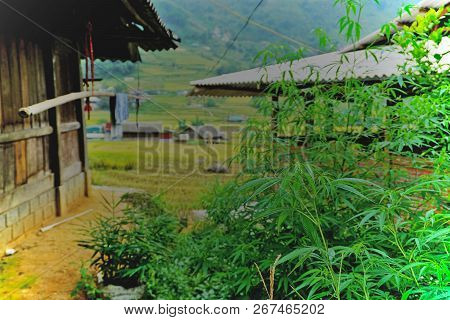 Hemp Plant In Tavan Village, Sapa District, Vietnam