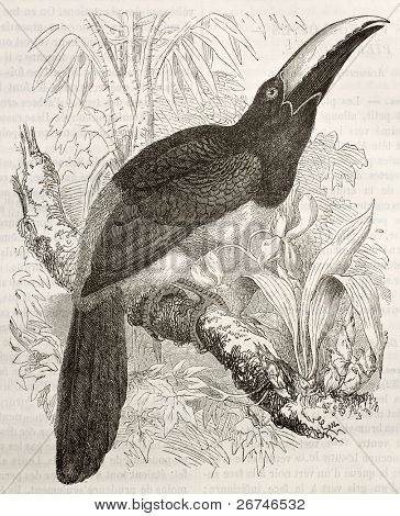 Black-necked Pteroglossus stary ilustracja (Pteroglossus Pteroglossus). Stworzony przez Kretschmer i Illner, publ