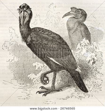 Dzioboróg Abisyński stary ilustracja (Bucorvus abyssinicus). Stworzony przez Kretschmer i Illner