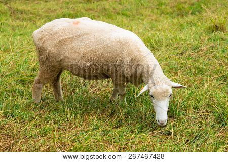 Sheep Farm On Green Grass, Farm Animal