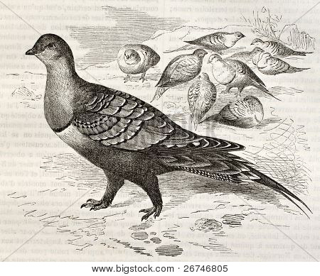 Chestnut-bellied Ortega vieja ilustración (Pterocles exustus). Creado por Kretschmer, publicado o