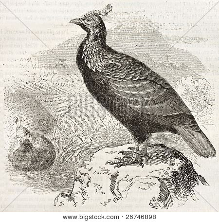 Himalayan Monal vecchia illustrazione (Lophophorus impejanus). Creato da Kretschmer e Illner, Publisher