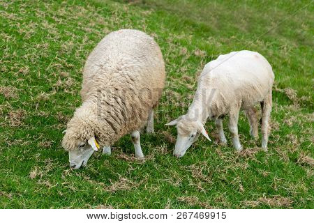 Little Baby Sheep Eating Green Grass, Farm Animal