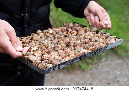 closeup of a yougn caucasian man holding a tray with seasoned snails, about to prepare caragols a la llauna, a recipe of snails typical of Catalonia, Spain