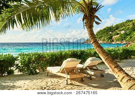 Wooden Deck Chairs Under A Palm Tree Umbrella On A Sandy Exotic