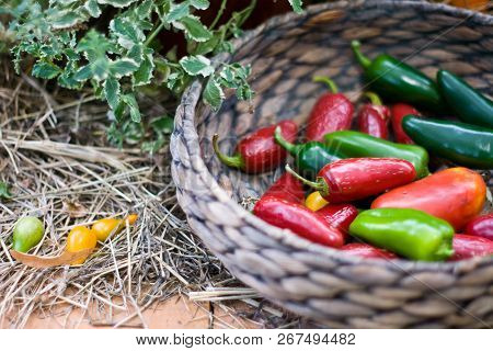 Whickered Basket With Multicolor Red Green Peppers In The Garden On Wooden Background