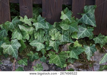 Ivy. Creeping Shrubs Clinging To Their Adventitious Roots Of The Walls