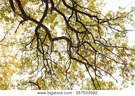 Tree Crown In The Autumn Forest Day Time