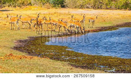 Herd Of Impalas At Waterhole, Etosha National Park, Namibia, Africa.