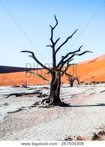 Dead Camel Thorn Trees In Deadvlei Dry Pan With Cracked Soil In The Middle Of Namib Desert Red Dunes