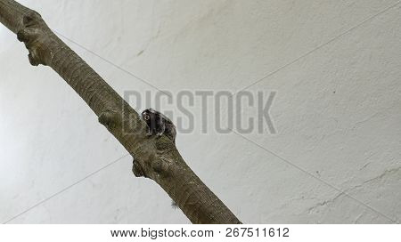 View Of One Marmoset Monkey In A Tree In Leblon Neighborhood, Rio De Janeiro City, Brazil. Callithri