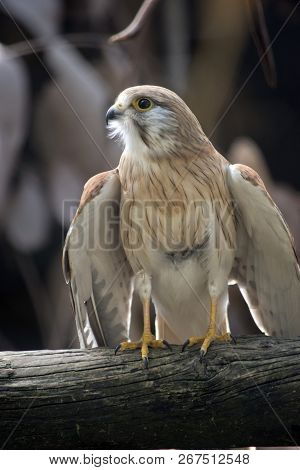 The Nankeen Kestrel Is Ready To Take Off