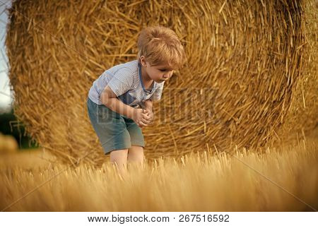 Agritourism, Summer On Farm, Harvest Season. Agritourism, Eco Tourism Vacation Travelling