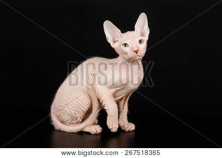 Don Sphinx Cat On Colored Backgrounds