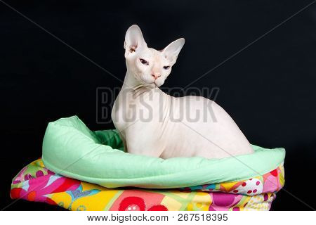 Don Sphinx Cat On Colored Backgrounds