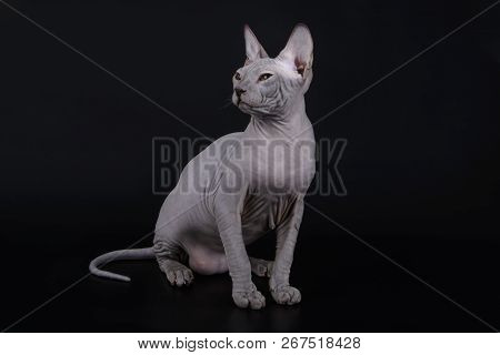 Don Sphinx Cat On Colored Backgrounds