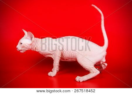 Don Sphinx Cat On Colored Backgrounds